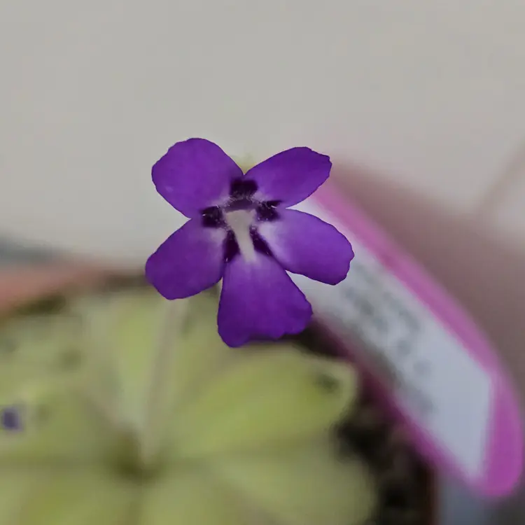 SC-205 Pinguicula ANPA A x potosiensis