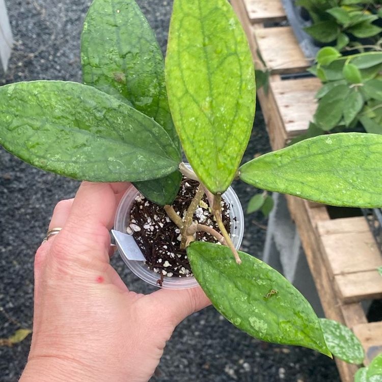 Hoya Finlaysonii