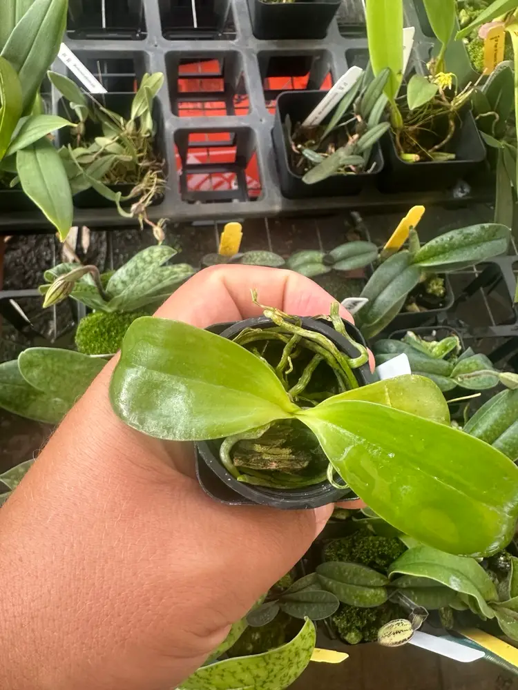 Phalaenopsis micholitzii