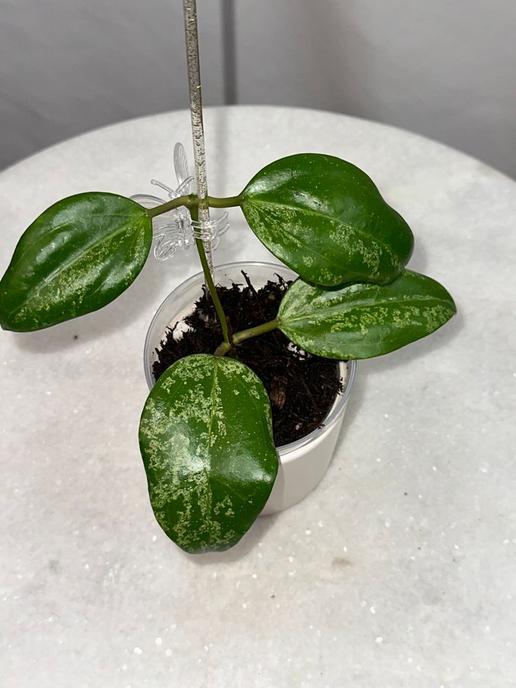 Hoya sp. Khun Tan (splash) - 3 inch pot