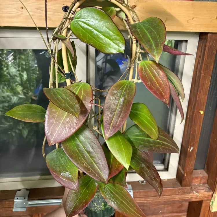 Hoya rigida EPC 1039 (red leaves) 
Grower’s choice