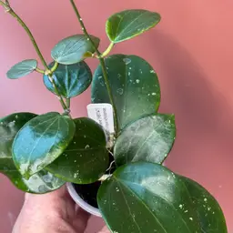 MB1141   cv Genieve’ 
(MB001 x nicholsoniae) . Plants