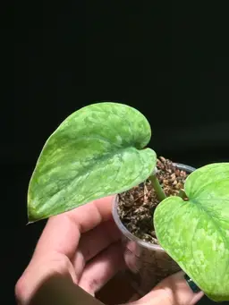 Scindapsus Leopard Aurea