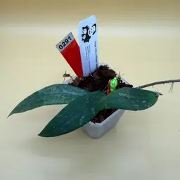 Rindu Rafflesia Splash