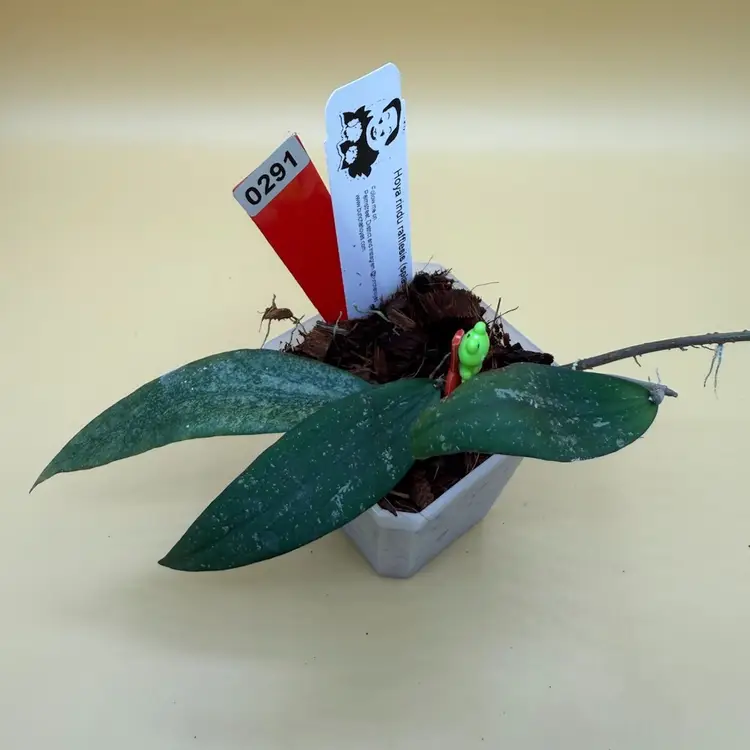 Rindu Rafflesia Splash