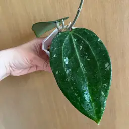 Hoya Latifolia fka ‘Clandestina’