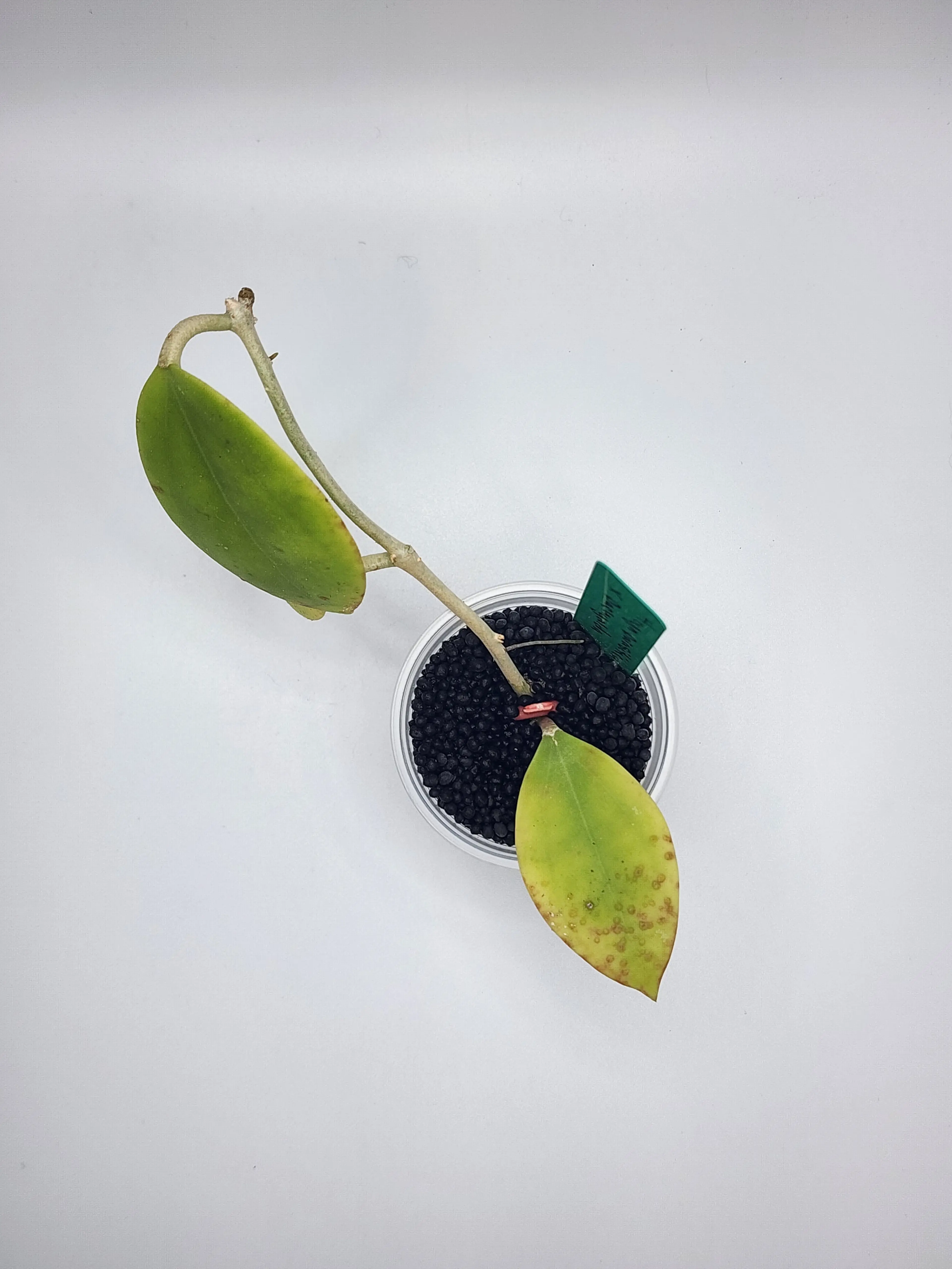 Image 2 of 2