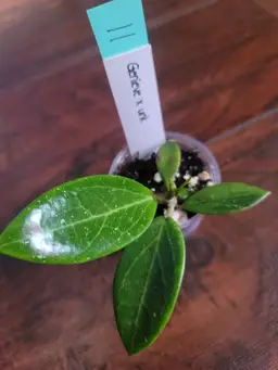 #11 RHM25162: Genieve x unk