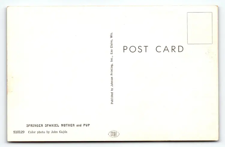 Springer Spaniel Mother And Puppy Dog Vintage Postcard Chrome Cute Animals Pup