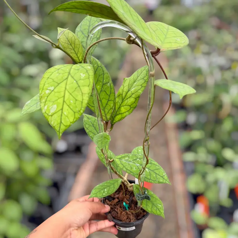 PS0444 - Hoya ‘Irina’