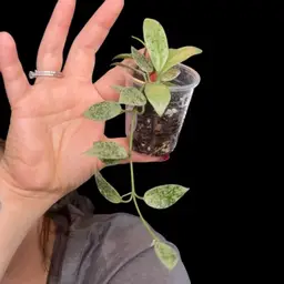 558 Hoya lacunosa Jawa Barat