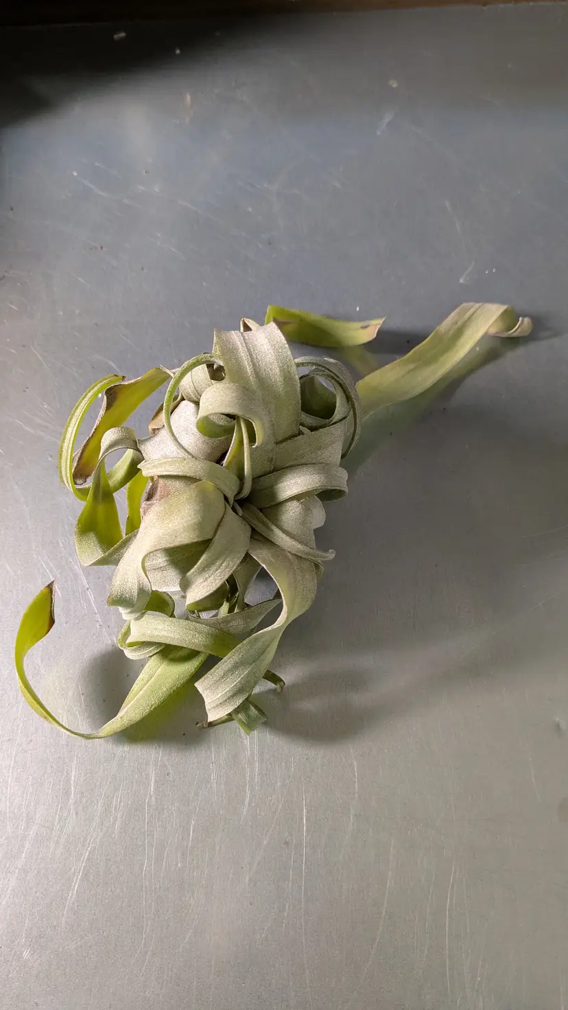 Air Plant Streptophylla Curly Girl Tillandsia