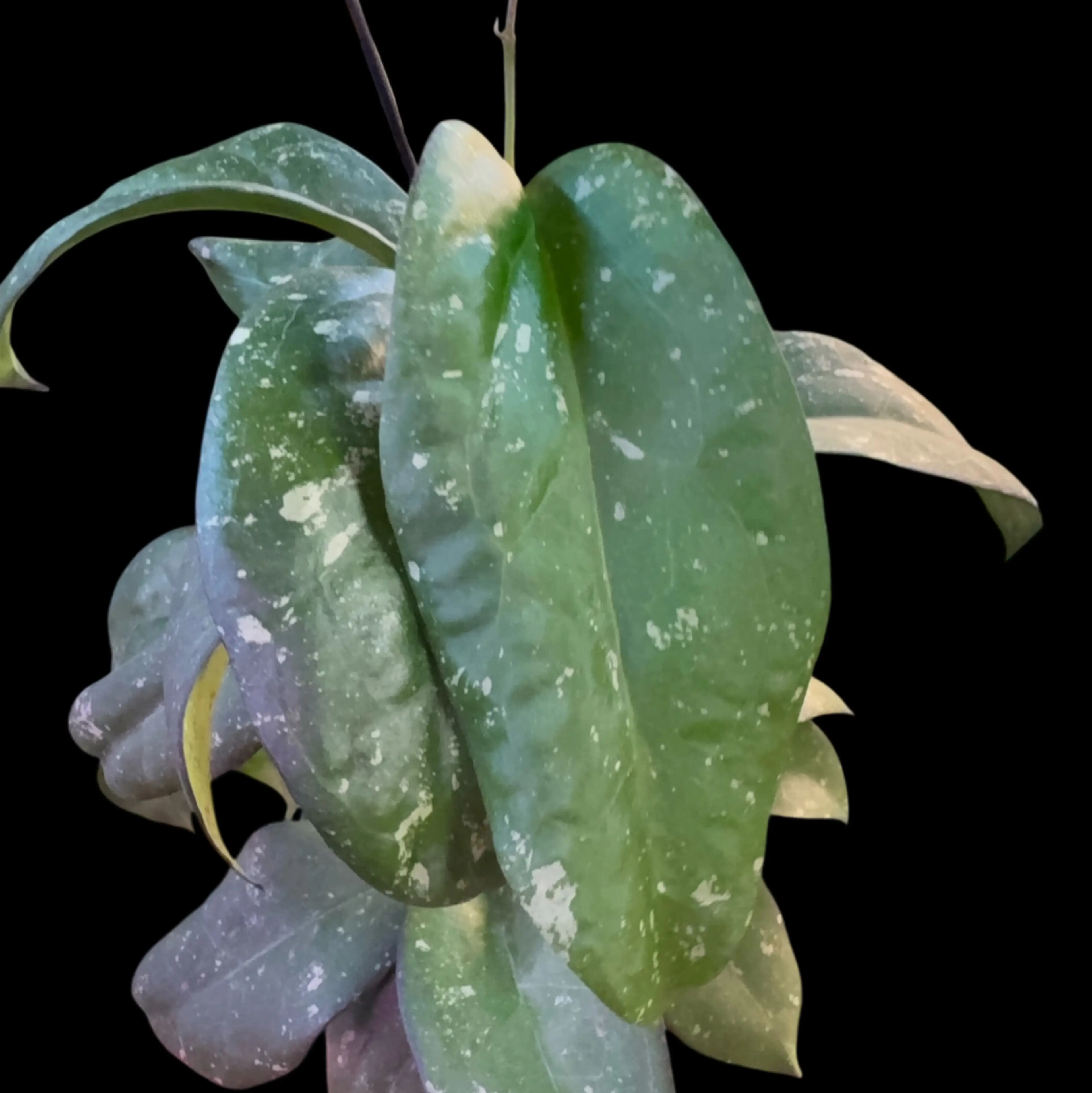 Image 2 of 2