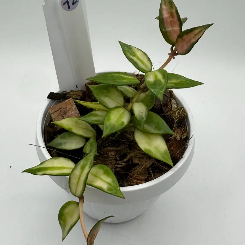 72- Hoya lacunosa Variegated