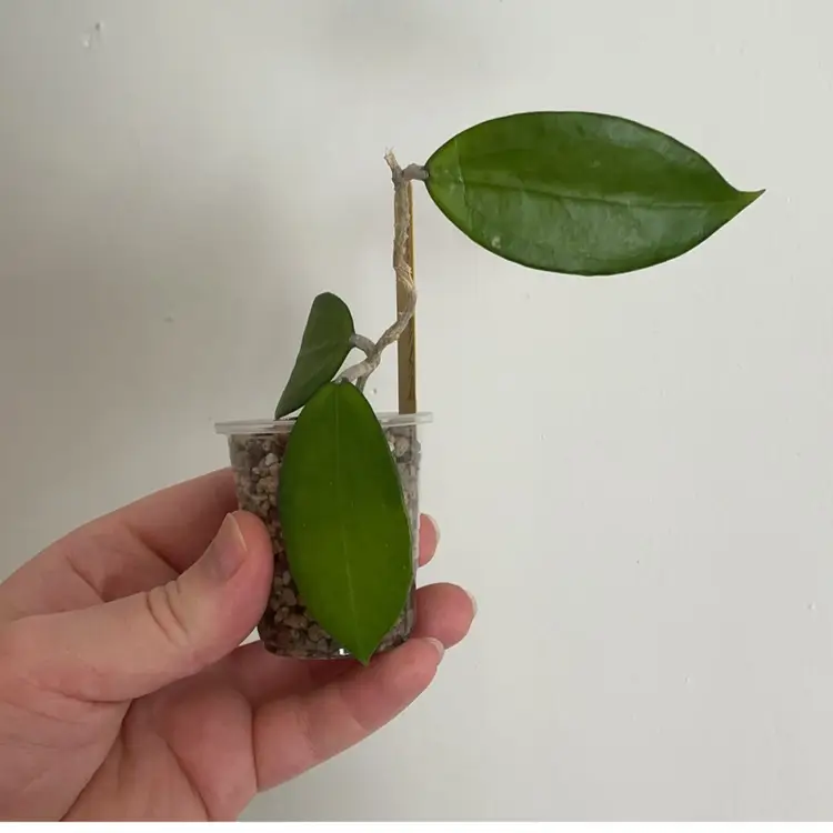 Hoya MB1208 (Yellow)