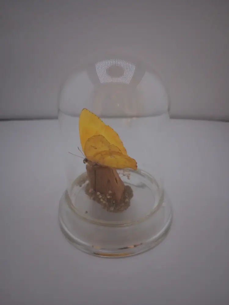 Preserved butterfly under a cloche