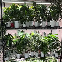 Shop (Not Shop) Thin Leaf Baddies Box