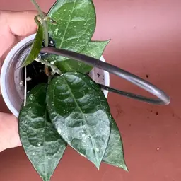 Hoya Parasitica Black Margin
