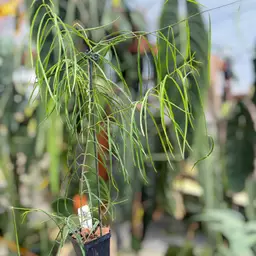 PS0571 - Hoya stenophylla