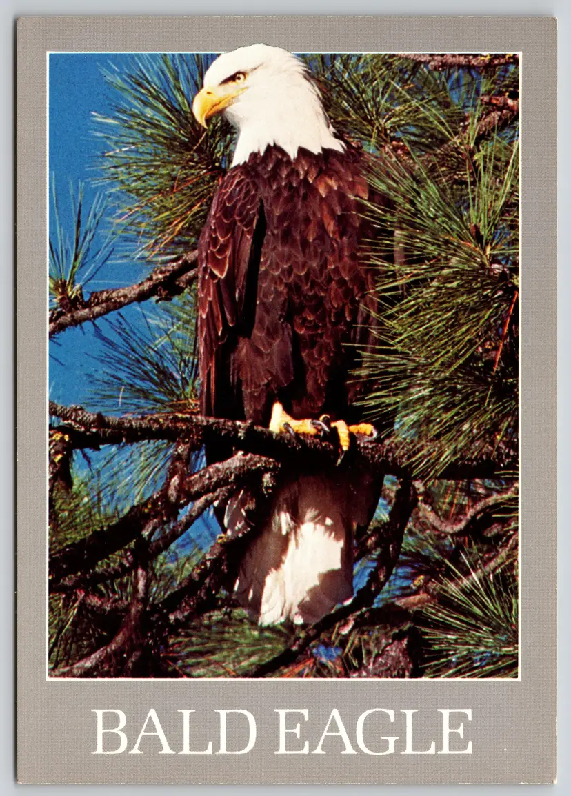 Postcard American Bald Eagle Haliaeetus leucocephalus Bird - 9734