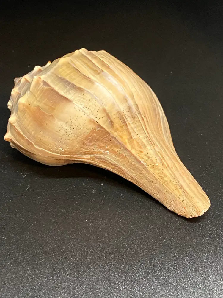 Whelk Seashell, 4" Long
