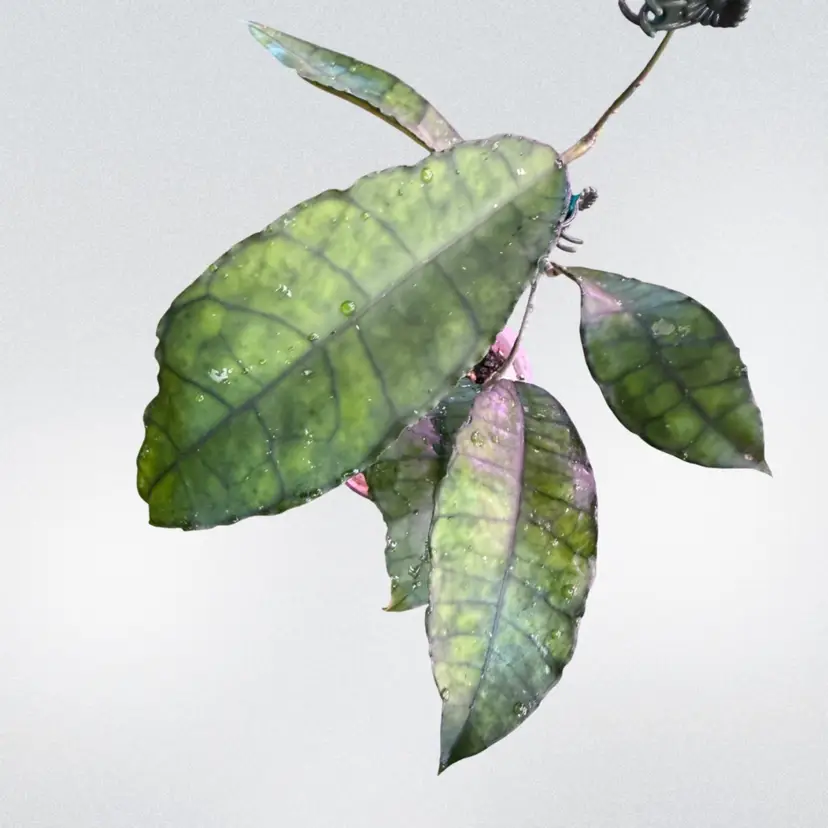 HOYA SP. NONG NOOCH