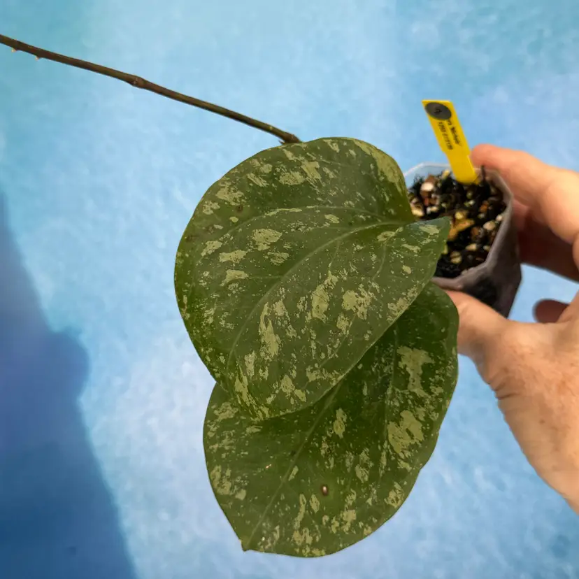 2 Hoya ‘Michele’ MB 1255