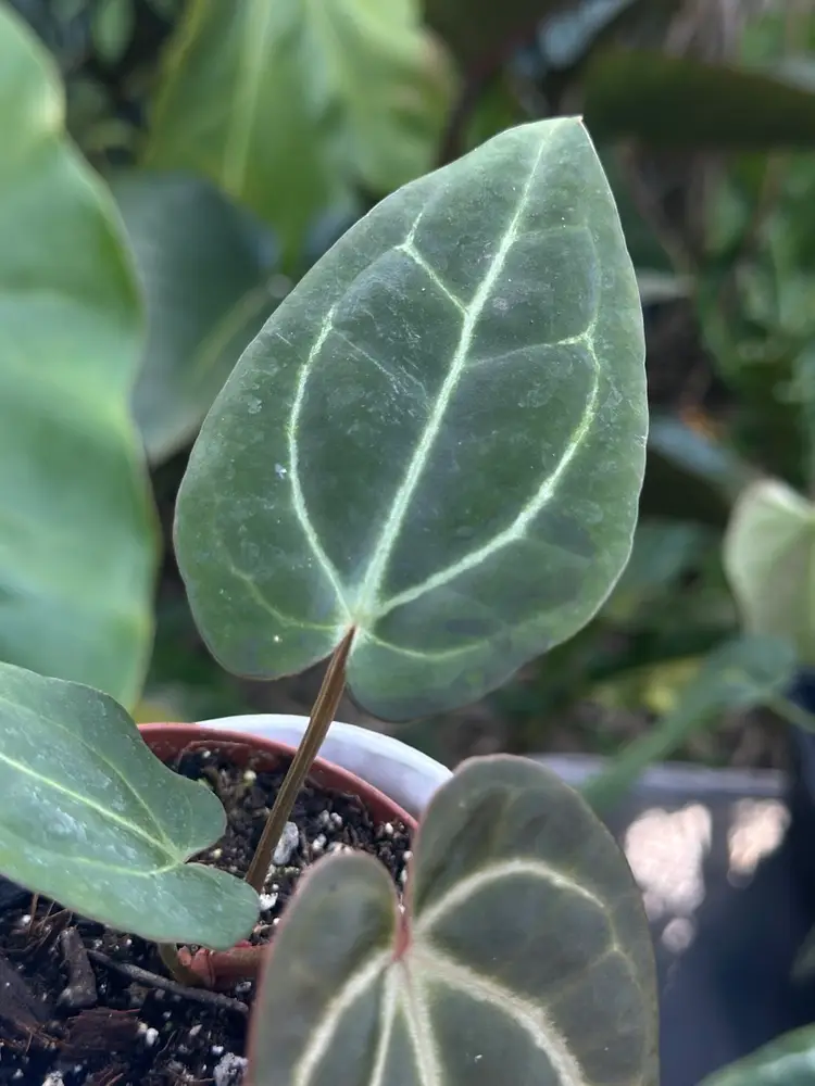 Red Crystal/Mag X Carla