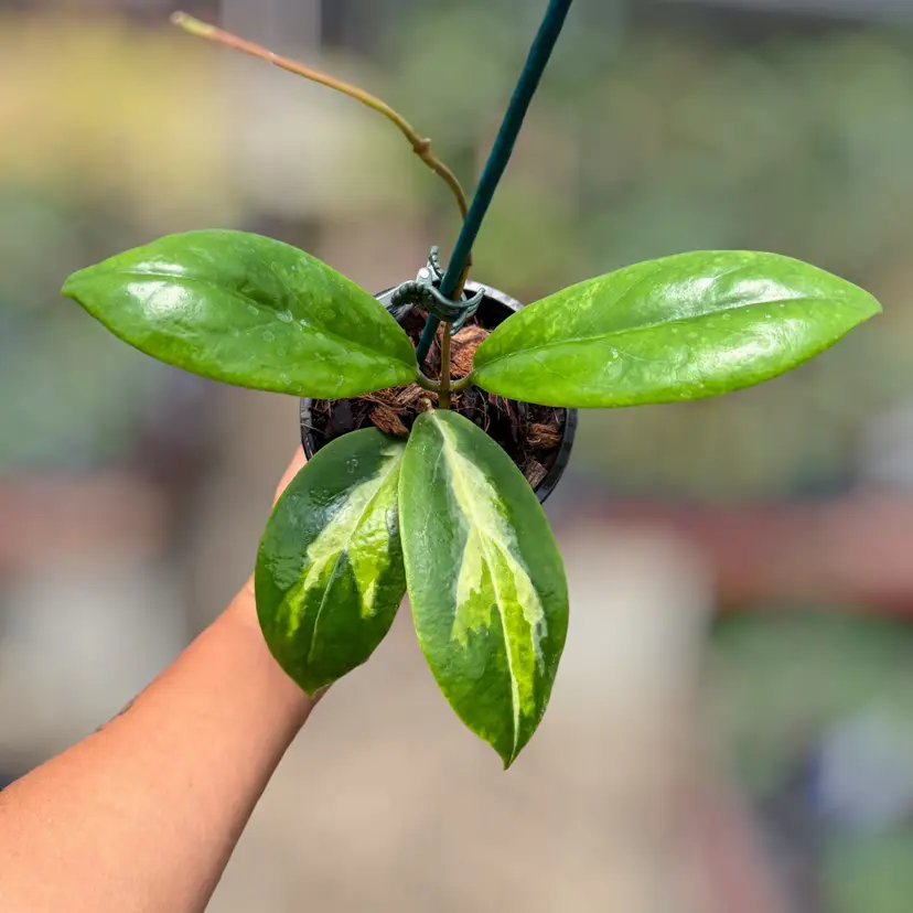 PS0810 - Hoya incrassata โMoonshadowโ