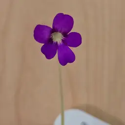 Pinguicula moranensis Kunth