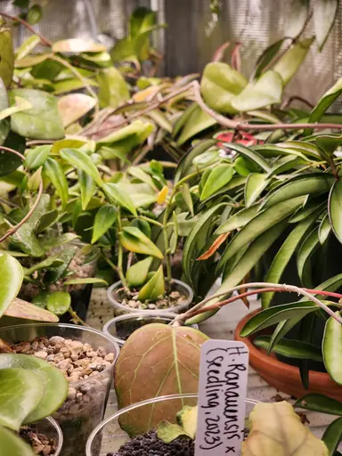 Unboxing mystery box cuttings from Instagram