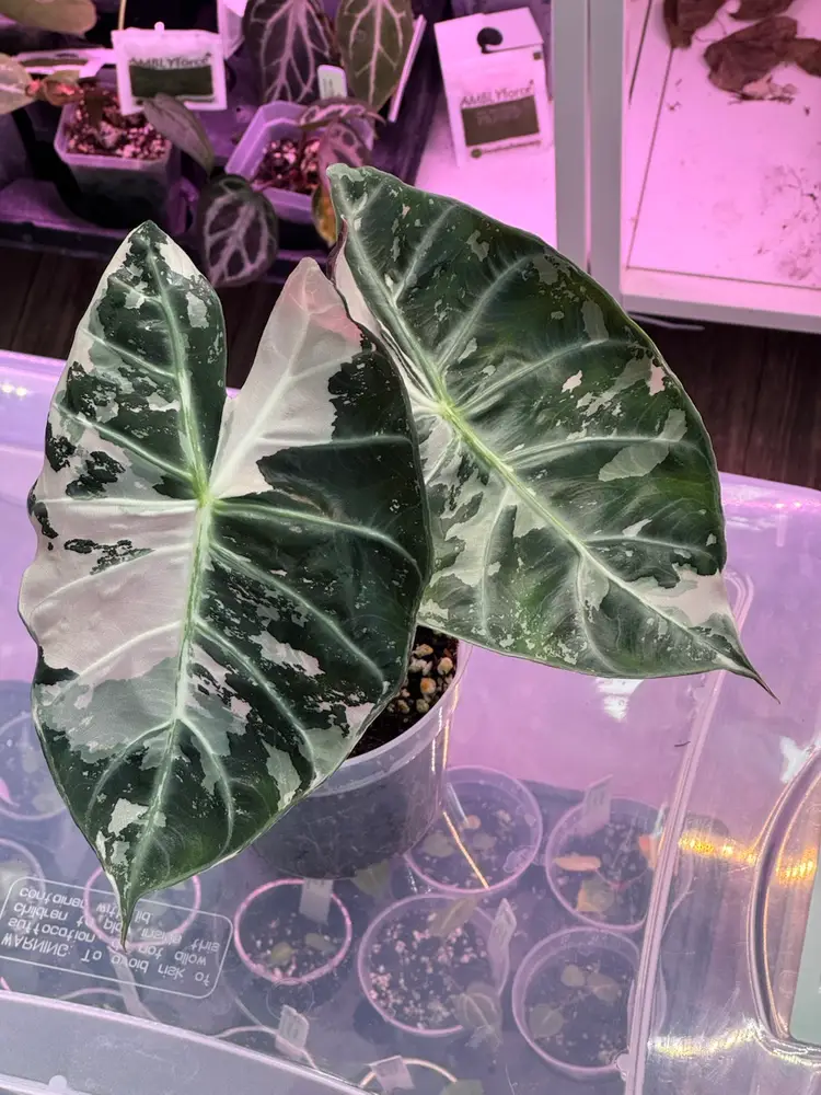 Quick Plant Chore And Chat!