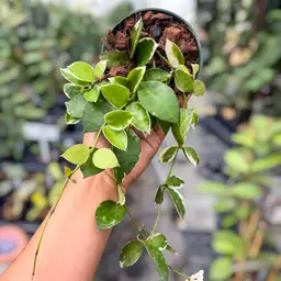 PS0456 - Hoya lacunosa ‘Asami’