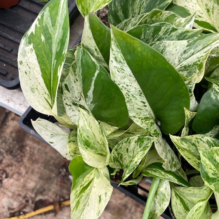 Pothos