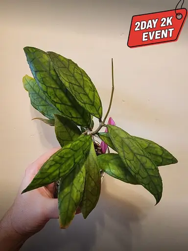 OvO's 2k Beautiful Bishes Trail 🥳🥳🥳