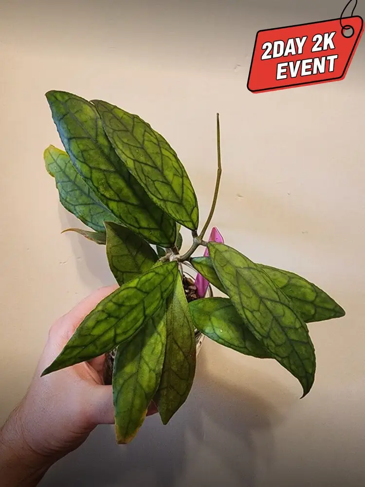 OvO's 2k Beautiful Bishes Trail 🥳🥳🥳