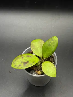 **SEEDLING** Hoya RHM 25139 KZ-01 (April x OP)