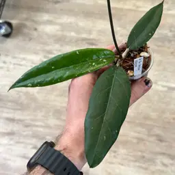 6 Hoya sp. Bur Senubung NAD004