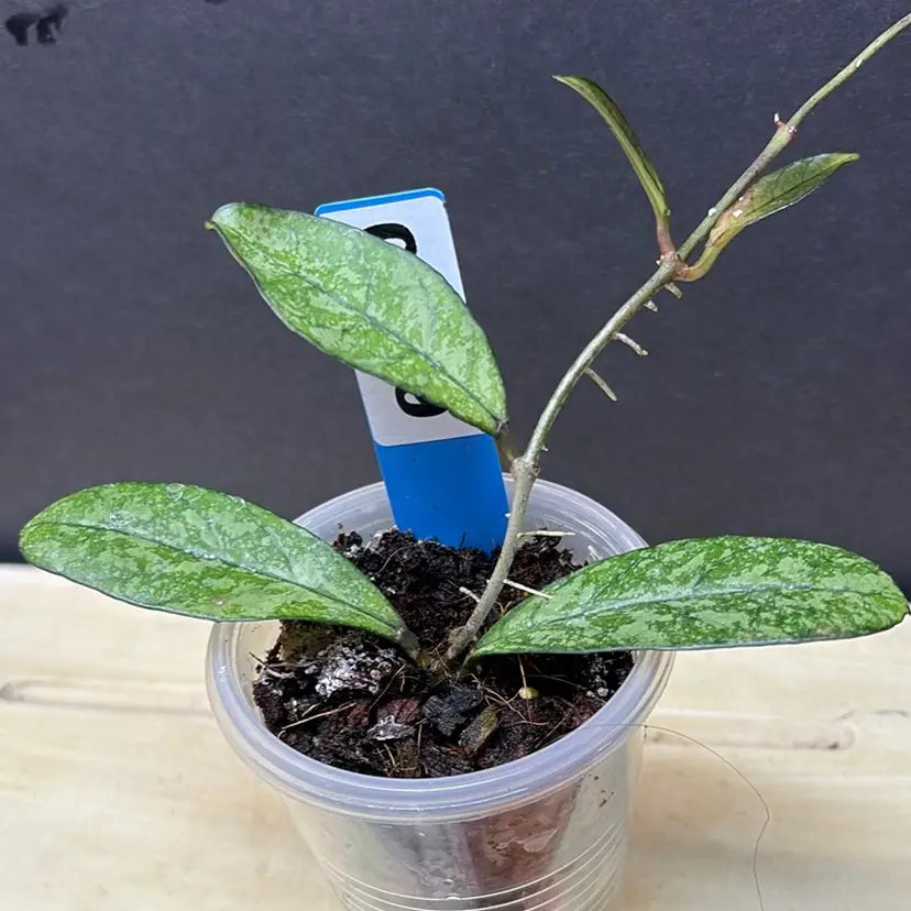 89 Hoya crassipetiolata 'Splash