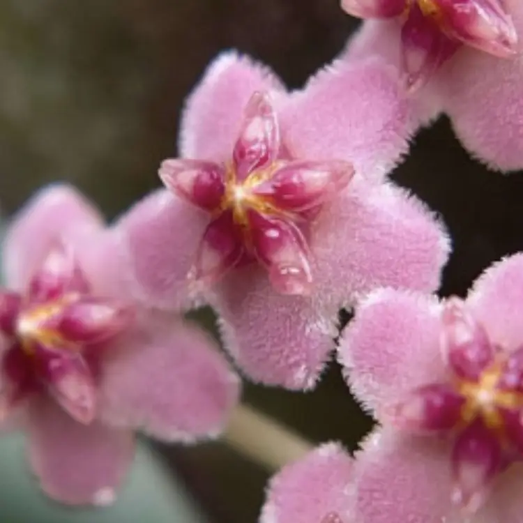 Hoya ‘Suwanna Gems’