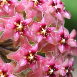 1716 Hoya WRX06-01 (H. bulusan x H. elmeri)