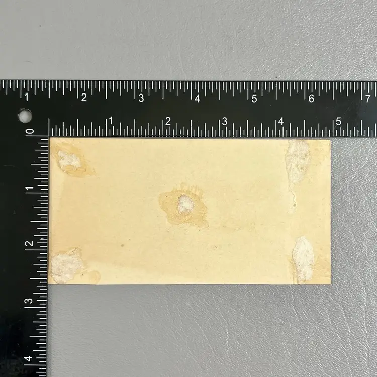 Victorian Trade Card Mallard Ducks Pond Water Lily Pads 2.5x4.75"