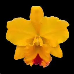 Rlc. Yasuji Takasaki 'Hawaii' - 2.5” Pot