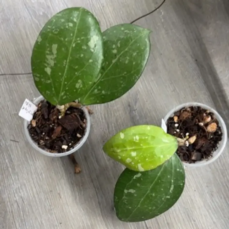 MA04 sp Anjuk Ladang