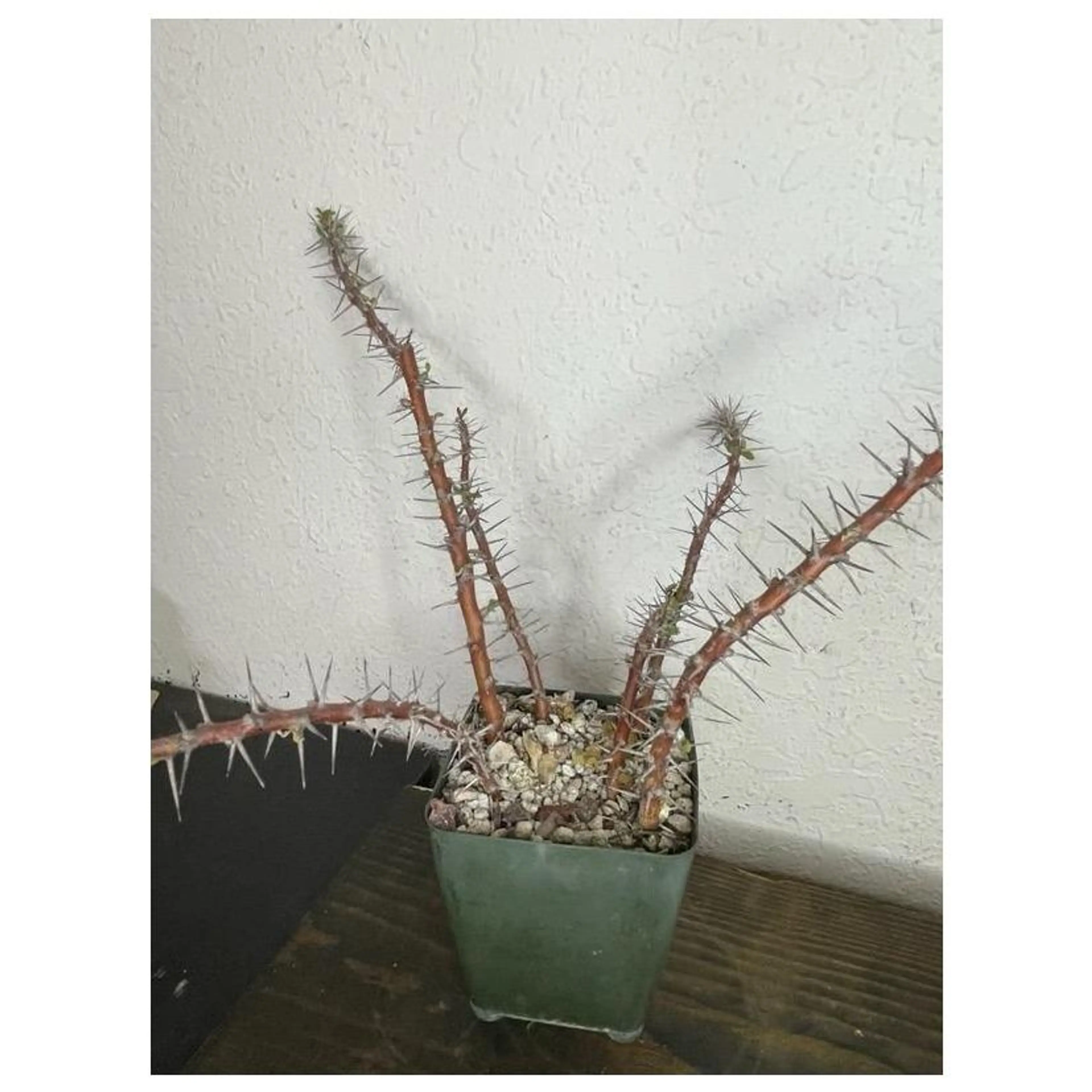 Image 1 of 6