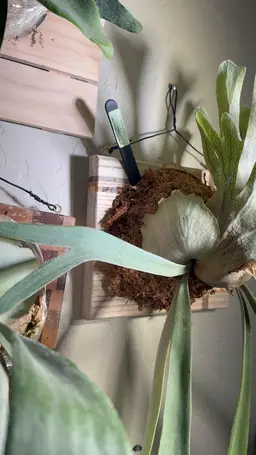 Platycerium Dwarf Tasuta X Vetchii Wild