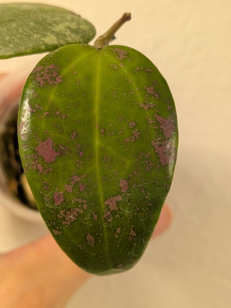 Hoya AH aurora (pink splash) 0073