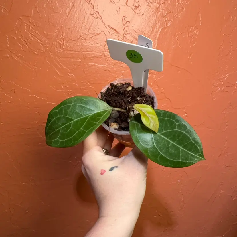 35 Hoya ‘Karaked’ 12 WRX32-12 (UT033 x elliptica)