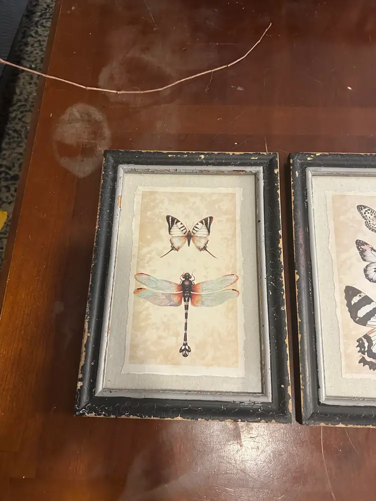 Creative Co-Op Wood Framed Insect Prints Wall