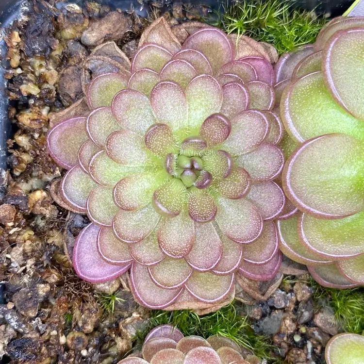 Pinguicula laueana Tangerine x hemiepiphytica